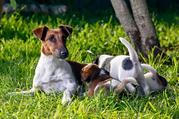 Un fox terrier di razza a pelo liscio, nutre i suoi cuccioli affamati