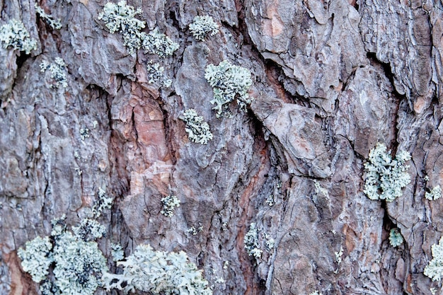 Un frammento della corteccia di un albero con messa a fuoco selettiva Background and texture