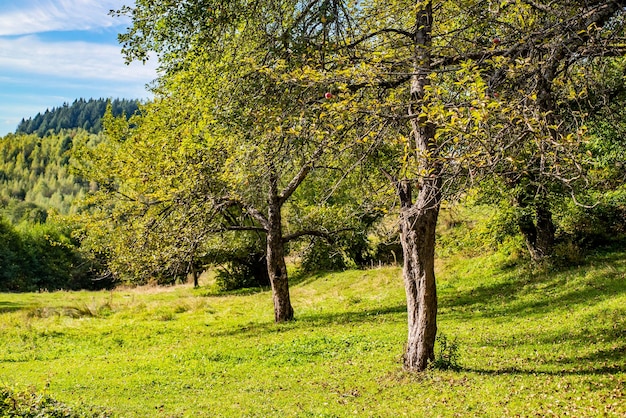 Un frutteto di mele in campagna in un giorno d'estate concetto di frutta ecologica