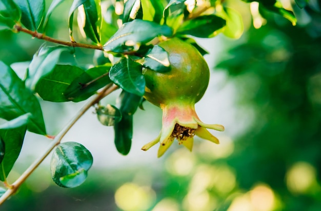 Un frutto acerbo del melograno su un ramo di albero Fogliame verde Un cespuglio di una pianta termofila Giardino