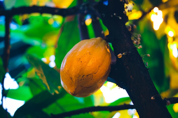 Un frutto di cioccolato giallo pende da un albero.