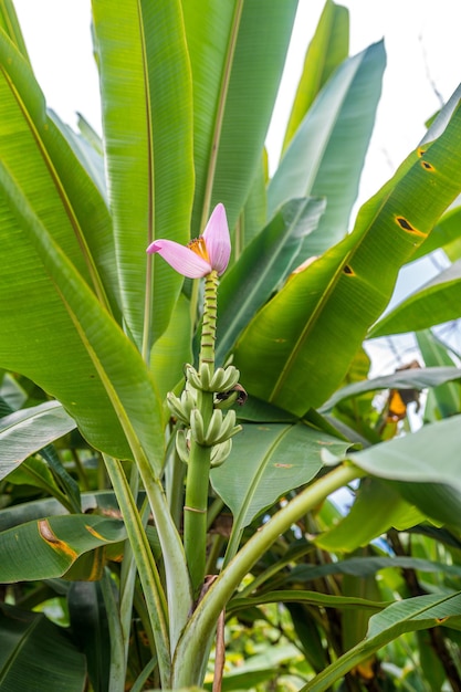 un frutto di heliconia heliconia banana albero da frutto foglia di banana fiore rosa infiorescenza verde natur