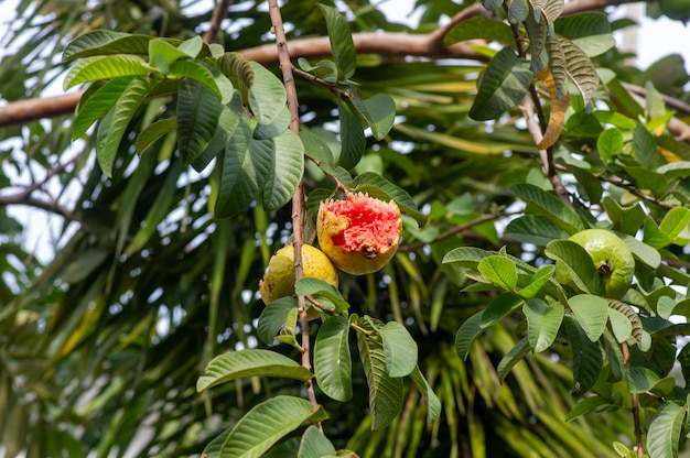 Un frutto rosso maturo di guava Psidium guajava L sull'albero mangiato dagli uccelli hanno selezionato il fuoco