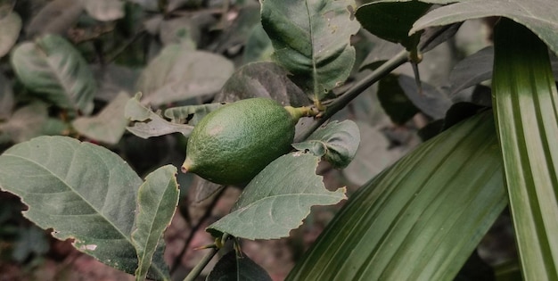 Un frutto verde non maturo su un albero