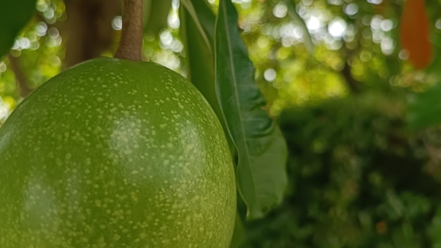 Un frutto verde su un albero