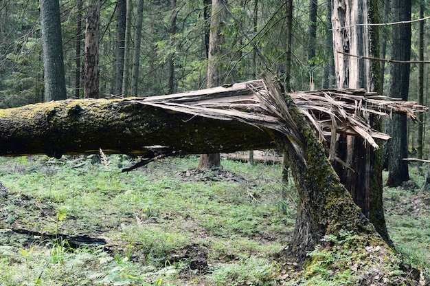 un fulmine ha colpito un albero