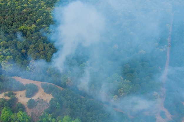 Un fumo proveniente da un albero in fiamme nella foresta