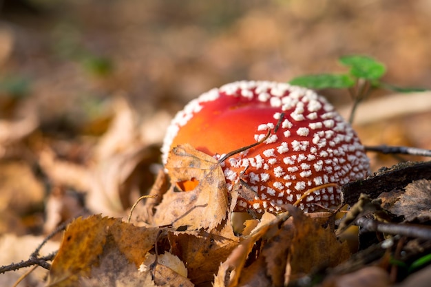 Un fungo agarico di mosca nella foresta Cappello rosso brillante con punti bianchi visibili da sotto le foglie cadute