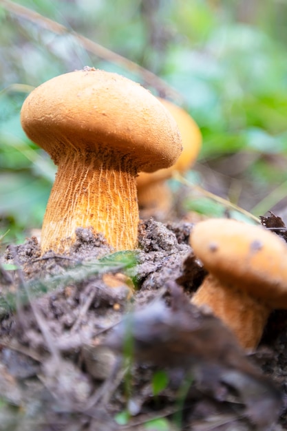 Un fungo giallo cresce da terra su erba verde.