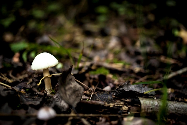 Un fungo nel terreno della foresta