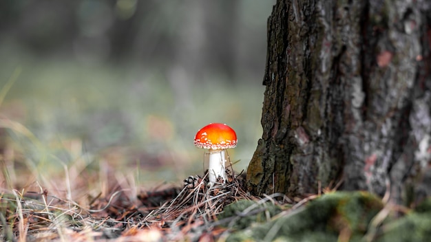 Un fungo non commestibile è un agarico rosso vicino a un albero. Agarico di mosca rosso del fungo velenoso della foresta Bello fondo della foresta con un primo piano rosso del fungo.
