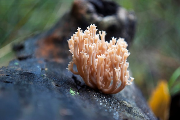 Un fungo su un ceppo nella foresta