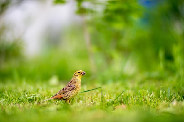 Un fuoco selettivo di emberiza citrinella gialla con sfondo verde in giardino L'uccellino raccoglie gli insetti per nutrire i pulcini