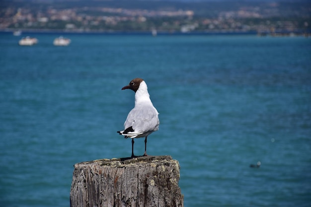 Un gabbiano a testa nera appoggiato su un palo