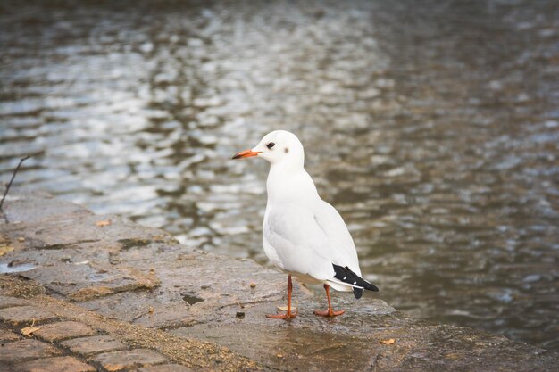 Un gabbiano appoggiato su un lago