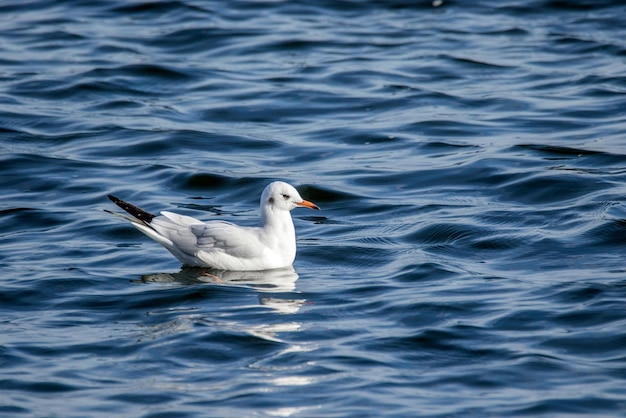 Un gabbiano bianco che oscilla sulle onde