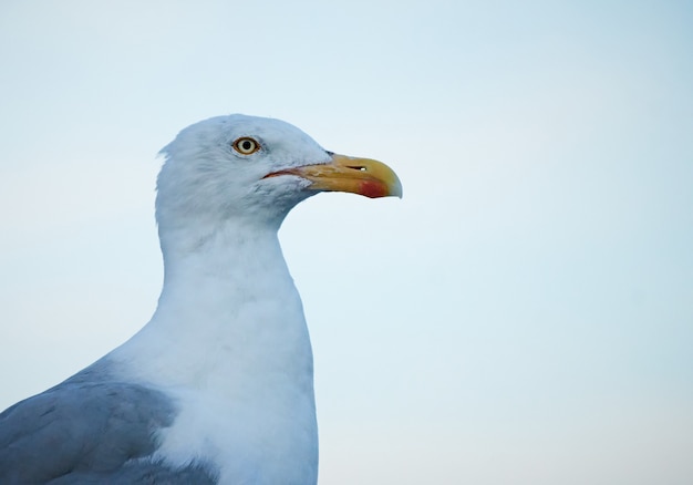 Un gabbiano bianco contro il cielo