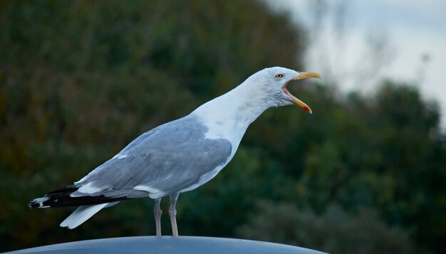 Un gabbiano bianco in un ambiente naturale