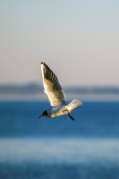 Un gabbiano bianco