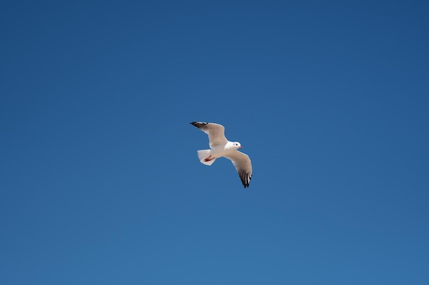 Un gabbiano che vola nel cielo blu in estate