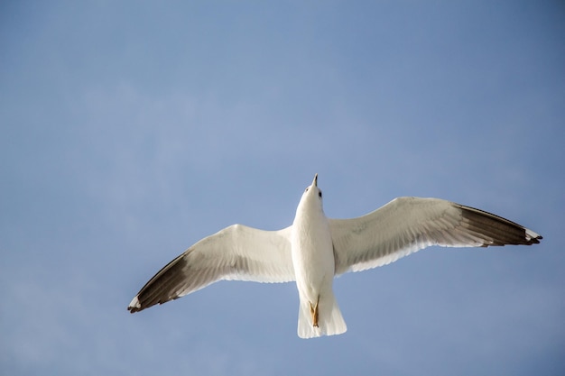 Un gabbiano che vola nel cielo blu