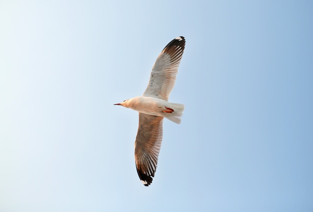 Un gabbiano che vola nel cielo