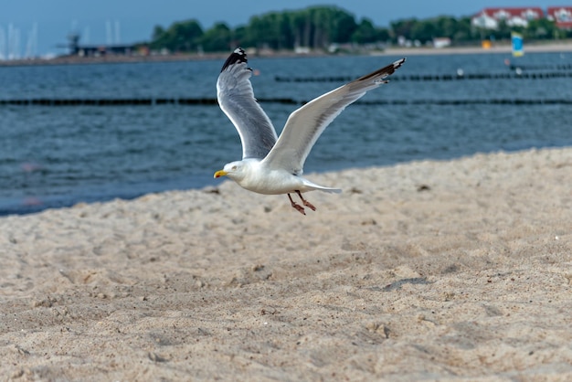 Un gabbiano che vola sulla spiaggia