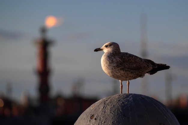 Un gabbiano maculato al tramonto siede su una sfera di pietra sullo sfondo di una colonna rostrale