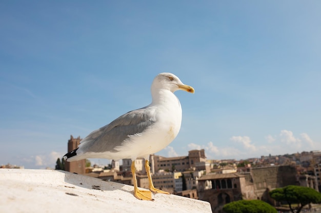 Un gabbiano reale riposa su una sporgenza come il paesaggio urbano di Roma, Italia.