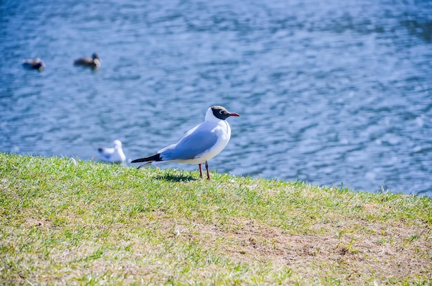 Un gabbiano solitario che si crogiola al sole primaverile