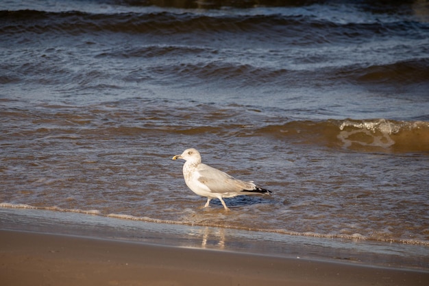 Un gabbiano sta camminando sulla spiaggia