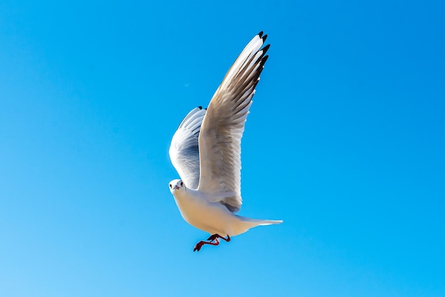 Un gabbiano vola in alto in una giornata di cielo azzurro e limpido