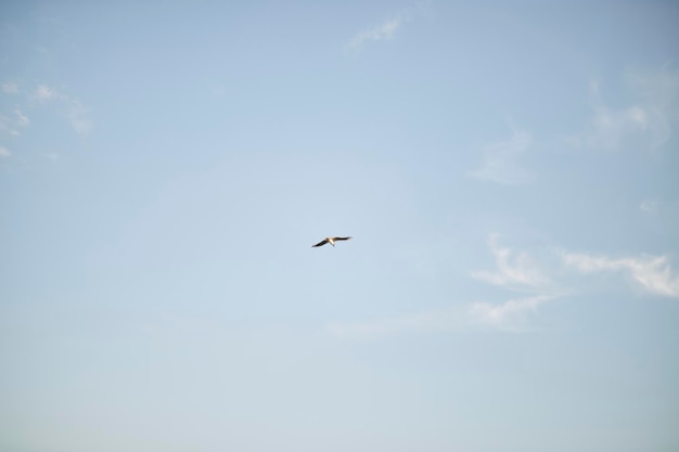 Un gabbiano vola nel cielo bluConcetto alla moda e alla moda minimalista