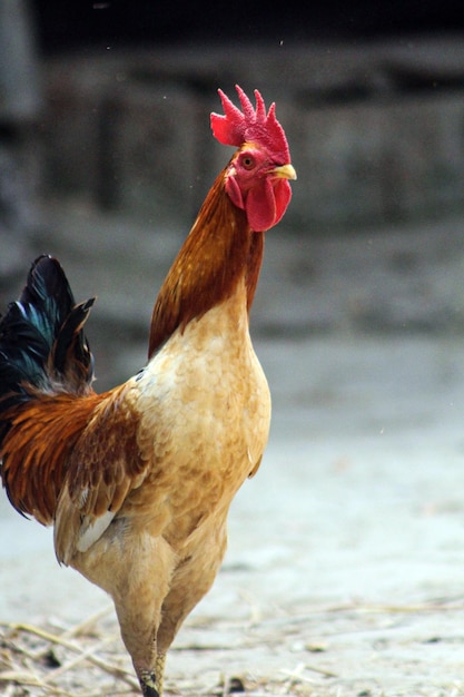 Un gallo con la testa rossa