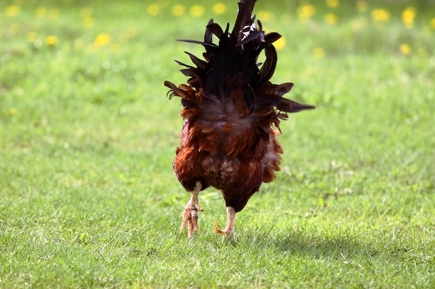 Un gallo con una coda piumata nera sta camminando attraverso un campo erboso.