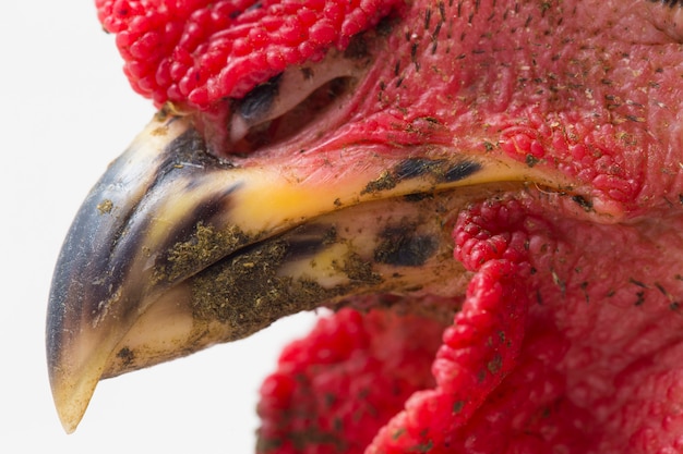 Un gallo di pollo ruspante su sfondo bianco