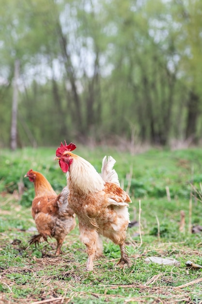 Un gallo e un pollo ruspante sull'erba in campagna