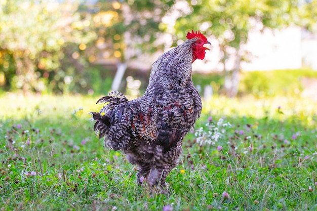 Un gallo grigio eterogeneo canta nel giardino sull'erba