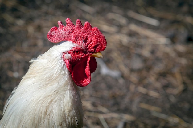 Un gallo importante passeggia per il paese