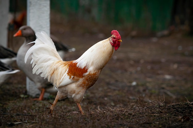 Un gallo importante passeggia per il paese