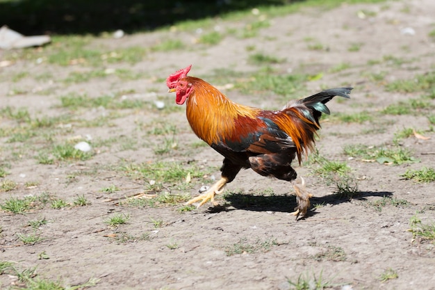 Un gallo nano corre nel cortile della fattoria