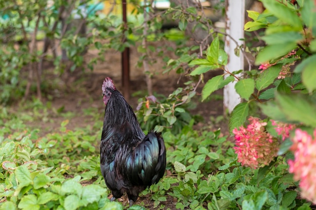Un gallo nero cammina in estate sul prato in giardino un ritratto di un gallo nero domestico su uno sfondo di verde primo piano con spazio per copiare il testo