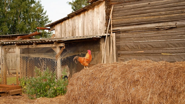 Un gallo pascola in una fattoria del villaggio