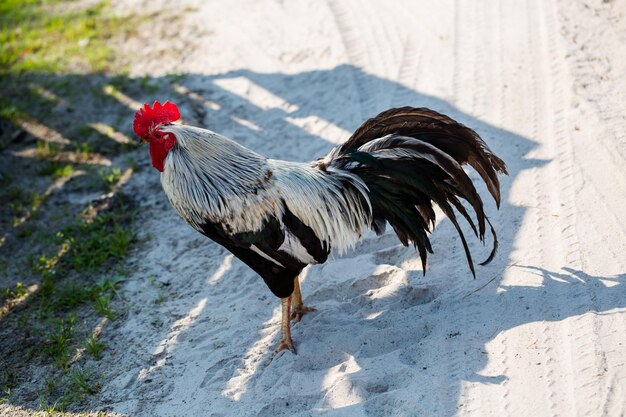 Un gallo sulla strada sterrata della fattoria.