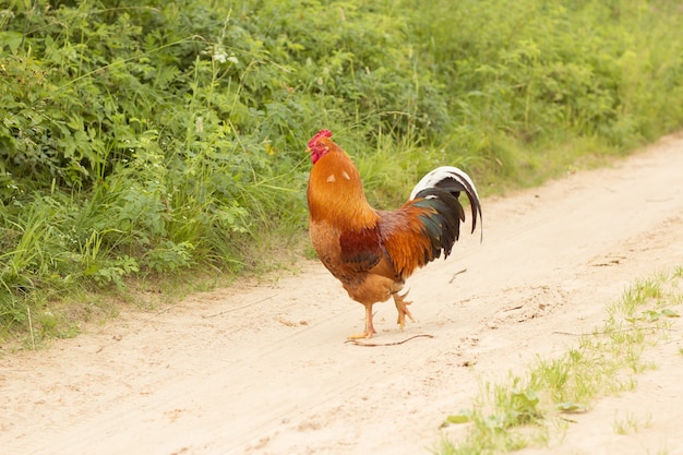 Un gallo sulla strada