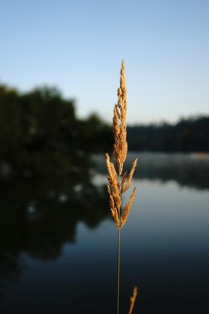 Un gambo di grano davanti a un lago
