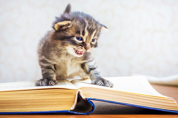 Un gattino a strisce con gli occhi azzurri si siede su un libro. Un bambino con un libro. Il bambino impara a leggere