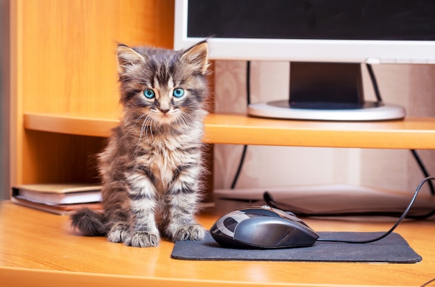 Un gattino a strisce con gli occhi azzurri si siede vicino al computer. Gattino vicino a un mouse del computer