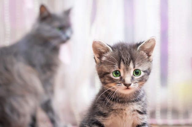 Un gattino a strisce con gli occhi verdi si siede vicino a sua madre e guarda avanti