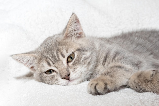 Un gattino a strisce grigie giace su una coltre bianca Il gattino sta riposando dopo aver giocato Ritratto di bellissimo gatto grigio tabby Gattini carino